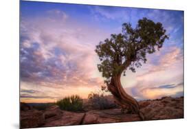 Twisty Tree at Dead Horse Point, Southern Utah-Vincent James-Mounted Photographic Print