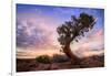 Twisty Tree at Dead Horse Point, Southern Utah-Vincent James-Framed Photographic Print