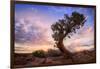 Twisty Tree at Dead Horse Point, Southern Utah-Vincent James-Framed Photographic Print