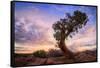 Twisty Tree at Dead Horse Point, Southern Utah-Vincent James-Framed Stretched Canvas