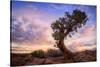 Twisty Tree at Dead Horse Point, Southern Utah-Vincent James-Stretched Canvas