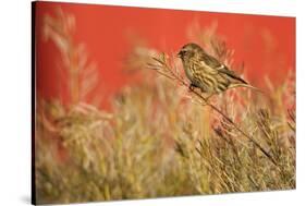 Twite (Carduelis Flavirostris) Perched, Saqqaq, Greenland, August 2009-Jensen-Stretched Canvas