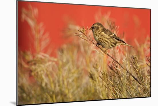 Twite (Carduelis Flavirostris) Perched, Saqqaq, Greenland, August 2009-Jensen-Mounted Photographic Print