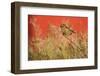 Twite (Carduelis Flavirostris) Perched, Saqqaq, Greenland, August 2009-Jensen-Framed Photographic Print