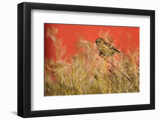 Twite (Carduelis Flavirostris) Perched, Saqqaq, Greenland, August 2009-Jensen-Framed Photographic Print