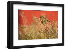 Twite (Carduelis Flavirostris) Perched, Saqqaq, Greenland, August 2009-Jensen-Framed Photographic Print