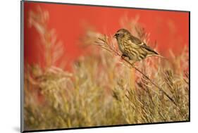 Twite (Carduelis Flavirostris) Perched, Saqqaq, Greenland, August 2009-Jensen-Mounted Photographic Print