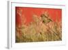 Twite (Carduelis Flavirostris) Perched, Saqqaq, Greenland, August 2009-Jensen-Framed Photographic Print