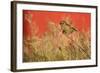 Twite (Carduelis Flavirostris) Perched, Saqqaq, Greenland, August 2009-Jensen-Framed Photographic Print