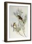 Twite (Carduelis Flavirostris)-John Gould-Framed Giclee Print