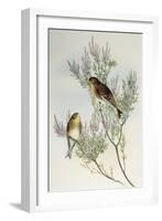 Twite (Carduelis Flavirostris)-John Gould-Framed Giclee Print