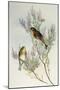 Twite (Carduelis Flavirostris)-John Gould-Mounted Giclee Print