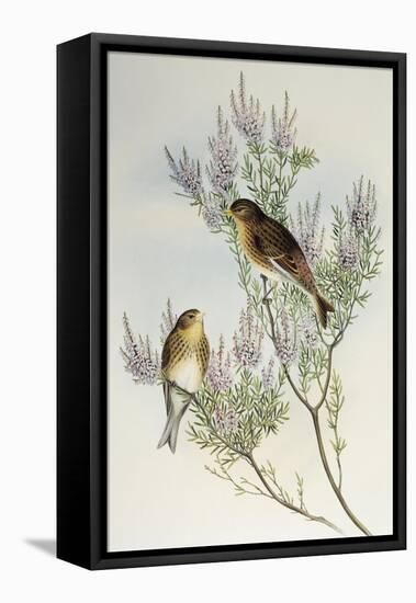 Twite (Carduelis Flavirostris)-John Gould-Framed Stretched Canvas
