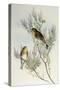 Twite (Carduelis Flavirostris)-John Gould-Stretched Canvas