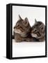 Two 9-Week Wild Cat Kittens-Jane Burton-Framed Stretched Canvas