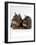 Two 9-Week Wild Cat Kittens-Jane Burton-Framed Photographic Print