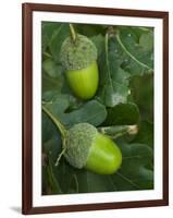 Two Acorns on English Oak Tree, Belgium-Philippe Clement-Framed Premium Photographic Print