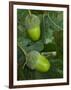 Two Acorns on English Oak Tree, Belgium-Philippe Clement-Framed Premium Photographic Print