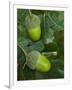 Two Acorns on English Oak Tree, Belgium-Philippe Clement-Framed Premium Photographic Print