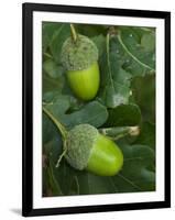 Two Acorns on English Oak Tree, Belgium-Philippe Clement-Framed Premium Photographic Print