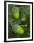 Two Acorns on English Oak Tree, Belgium-Philippe Clement-Framed Premium Photographic Print