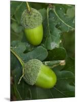 Two Acorns on English Oak Tree, Belgium-Philippe Clement-Mounted Premium Photographic Print