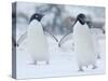 Two Adelie Penguins Walking on Snow, Antarctica-Edwin Giesbers-Stretched Canvas