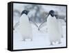 Two Adelie Penguins Walking on Snow, Antarctica-Edwin Giesbers-Framed Stretched Canvas