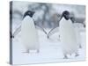 Two Adelie Penguins Walking on Snow, Antarctica-Edwin Giesbers-Stretched Canvas