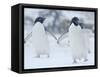 Two Adelie Penguins Walking on Snow, Antarctica-Edwin Giesbers-Framed Stretched Canvas