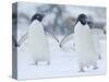 Two Adelie Penguins Walking on Snow, Antarctica-Edwin Giesbers-Stretched Canvas