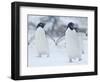 Two Adelie Penguins Walking on Snow, Antarctica-Edwin Giesbers-Framed Photographic Print