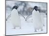 Two Adelie Penguins Walking on Snow, Antarctica-Edwin Giesbers-Mounted Photographic Print