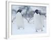 Two Adelie Penguins Walking on Snow, Antarctica-Edwin Giesbers-Framed Photographic Print