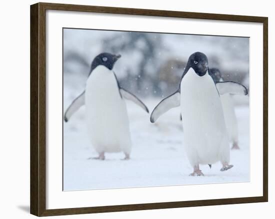 Two Adelie Penguins Walking on Snow, Antarctica-Edwin Giesbers-Framed Photographic Print