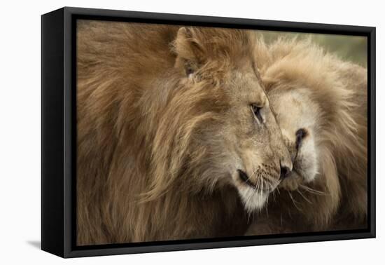 Two Adult Lions, Serengeti National Park, Serengeti, Tanzania-Life on White-Framed Stretched Canvas