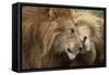 Two Adult Lions, Serengeti National Park, Serengeti, Tanzania-Life on White-Framed Stretched Canvas