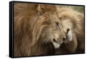 Two Adult Lions, Serengeti National Park, Serengeti, Tanzania-Life on White-Framed Stretched Canvas