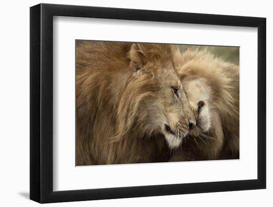Two Adult Lions, Serengeti National Park, Serengeti, Tanzania-Life on White-Framed Photographic Print