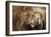 Two Adult Lions, Serengeti National Park, Serengeti, Tanzania-Life on White-Framed Photographic Print