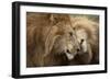 Two Adult Lions, Serengeti National Park, Serengeti, Tanzania-Life on White-Framed Photographic Print