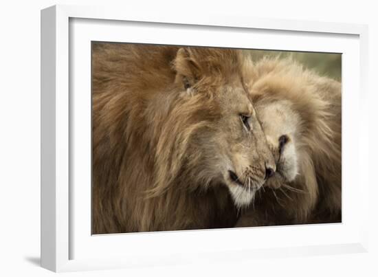 Two Adult Lions, Serengeti National Park, Serengeti, Tanzania-Life on White-Framed Photographic Print