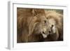 Two Adult Lions, Serengeti National Park, Serengeti, Tanzania-Life on White-Framed Photographic Print