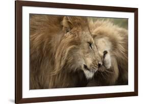 Two Adult Lions, Serengeti National Park, Serengeti, Tanzania-Life on White-Framed Photographic Print