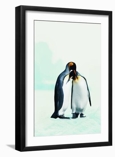 Two Affectionate Penguins-Joel Simon-Framed Photographic Print