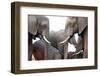 Two African Elephant Cows with Tusks Facing Each Other at a Water Hole in Zimbabwe-Karine Aigner-Framed Photographic Print