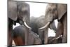 Two African Elephant Cows with Tusks Facing Each Other at a Water Hole in Zimbabwe-Karine Aigner-Mounted Photographic Print