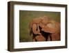 Two African elephant (Loxodonta africana) embracing, Addo Elephant National Park, South Africa, Afr-James Hager-Framed Photographic Print