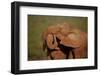 Two African elephant (Loxodonta africana) embracing, Addo Elephant National Park, South Africa, Afr-James Hager-Framed Photographic Print