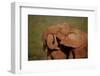 Two African elephant (Loxodonta africana) embracing, Addo Elephant National Park, South Africa, Afr-James Hager-Framed Photographic Print